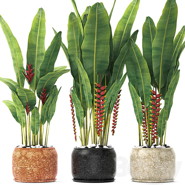 Heliconia Street bushes flower pot street flowerpot plants Strelitzia 3D Model