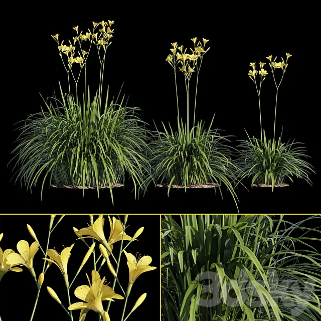 Hemerocallis 3D Model