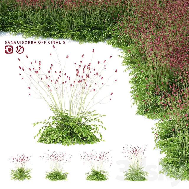 Hemophilus officinalis | Sanguisorba officinalis 3D Model
