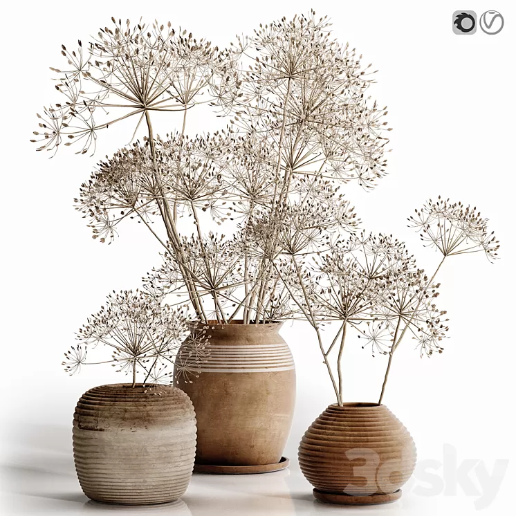heracleum plant set 3D Model Free