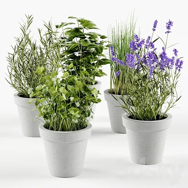 Herbs in concrete pots 3DModel