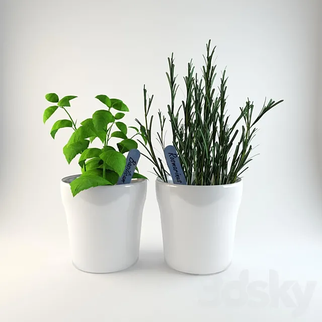 Herbs in pots 3DModel