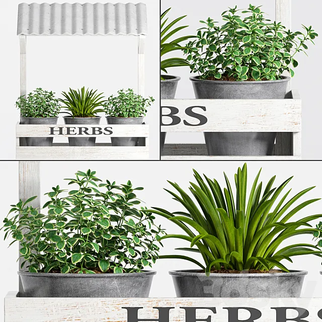 Herbs Plant -23 3DModel