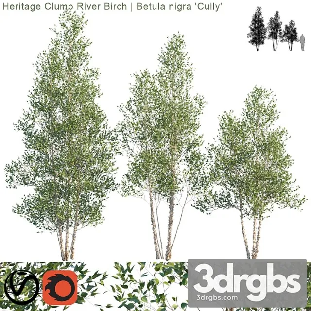 Heritage Clump River Birch Betula Nigra Cully 2 1 3D Model Free