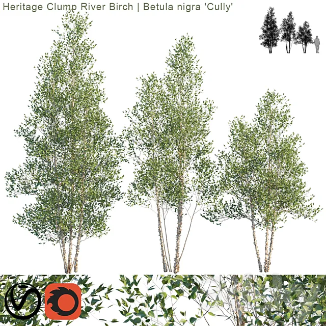 Heritage Clump River Birch | Betula nigra "Cully" # 2 3D Model