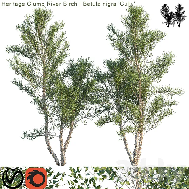 Heritage Clump River Birch | Betula nigra "Cully" # 3 3DModel