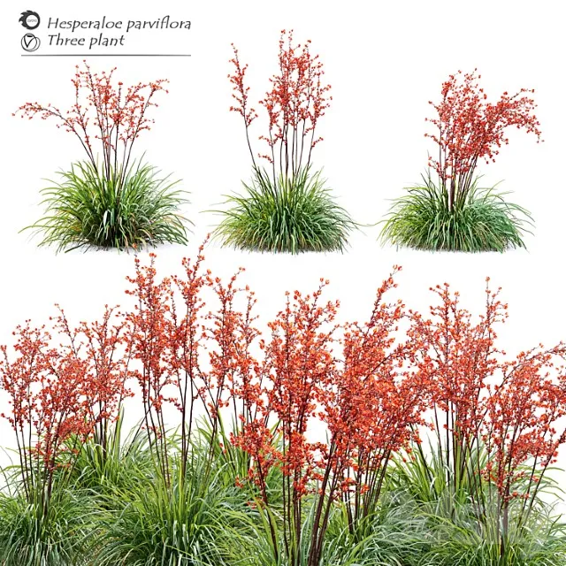 Hesperaloe Parviflora 3D Model Free