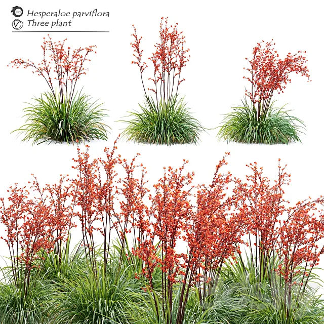 Hesperaloe parviflora 3D Model