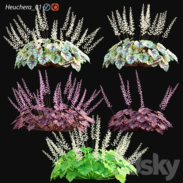 Heuchera - Coral Bells 01 3D Model