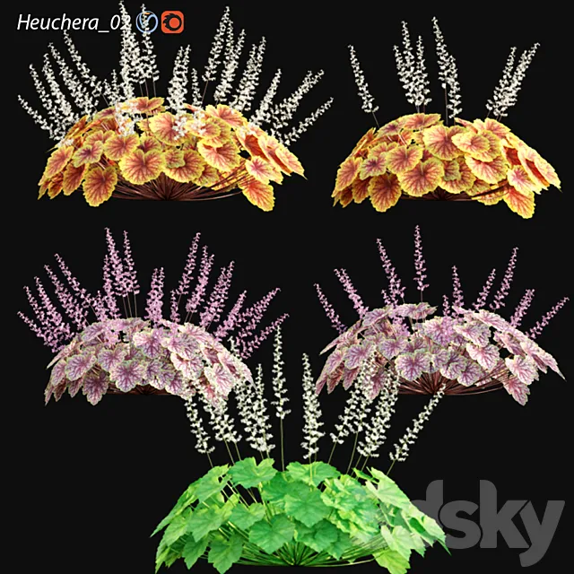 Heuchera - Coral Bells 02 3D Model