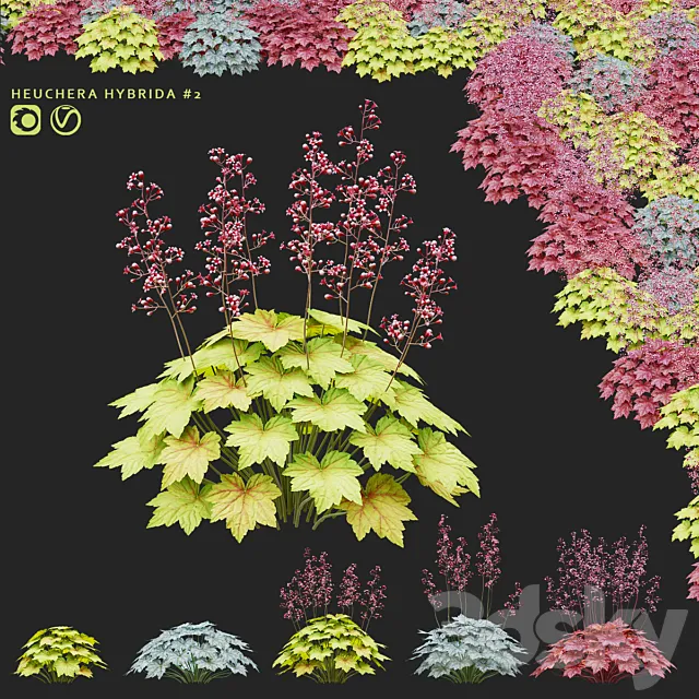 Heuchera hybrid flowers | Heuchera hybrida #2 Free Download