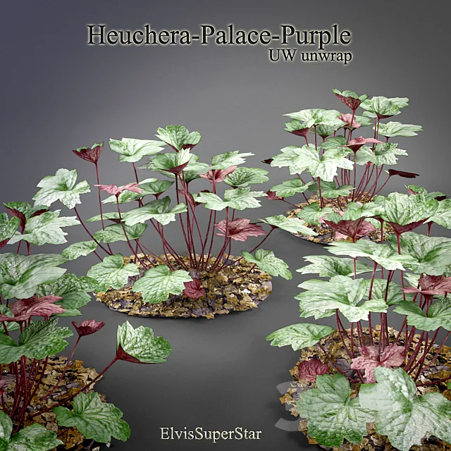 Heuchera - Palace - Purple 3DModel