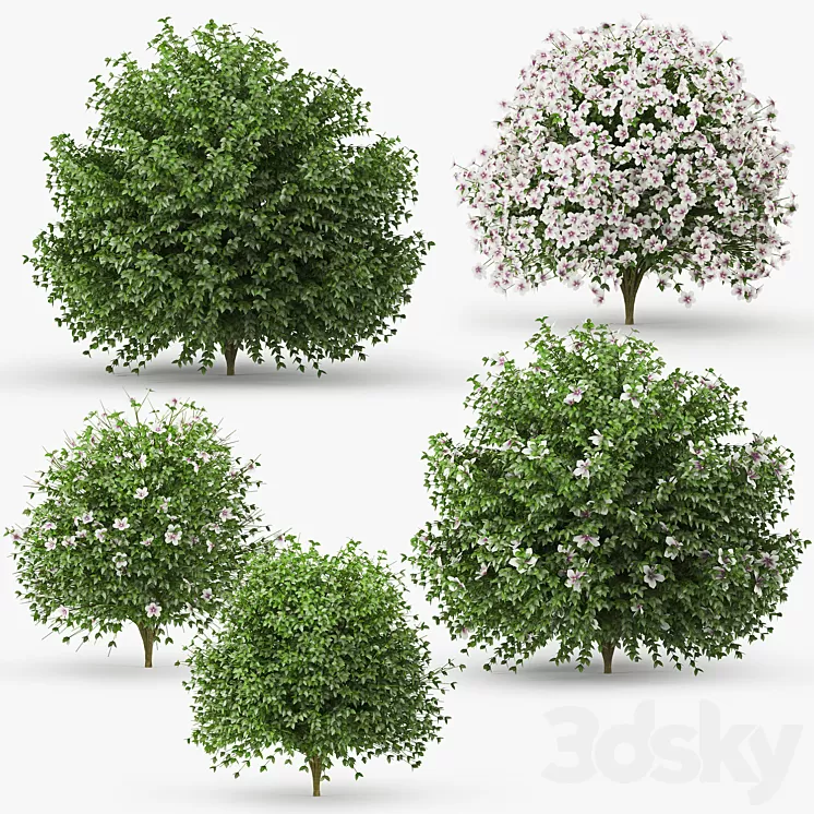 Hibiscus bush 3D Model