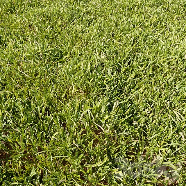 High Details Grass Free Download
