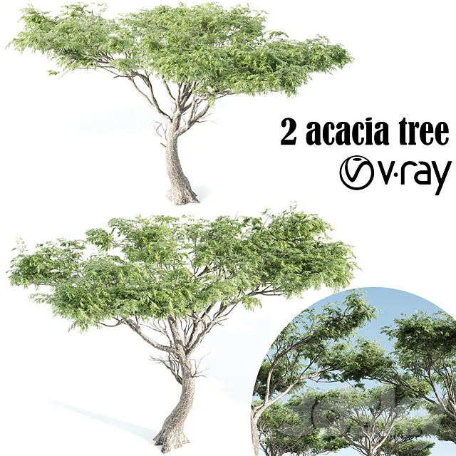High quality Acacia-vray 3D Model