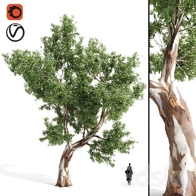 High Quality Eucalyptus tree 3DModel