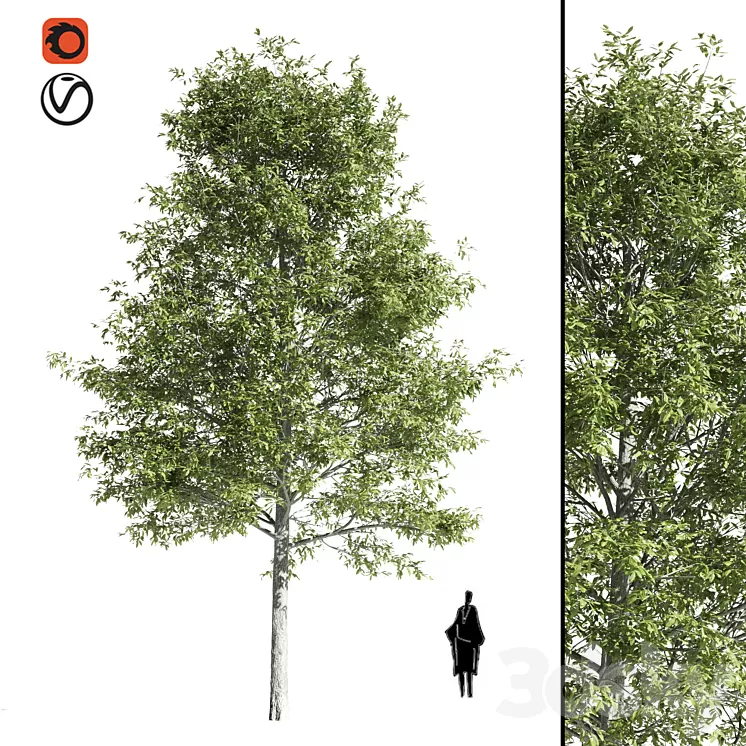 High quality OAK-Tree
