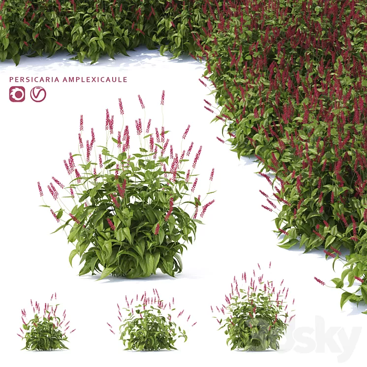 Highlander candlestick flowers | Persicaria amplexicaule 3D Model