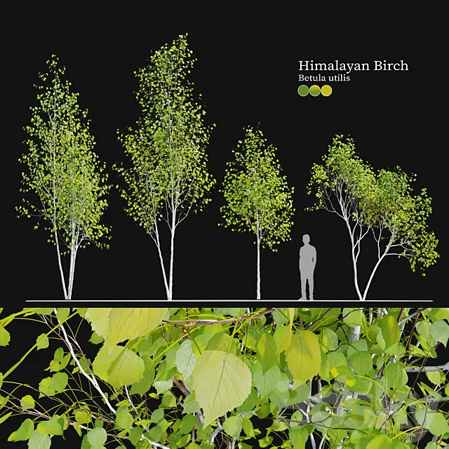 Himalayan birch 3D Model