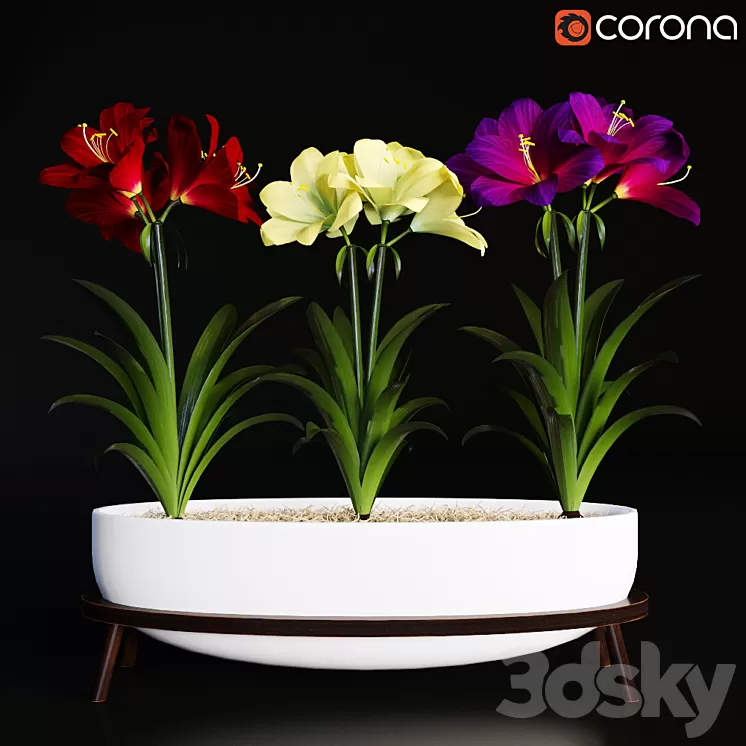Hippeastrum 3D Model