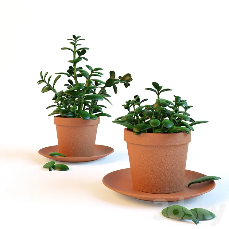 Home plant "Crassula" in the pot 3D Model Free