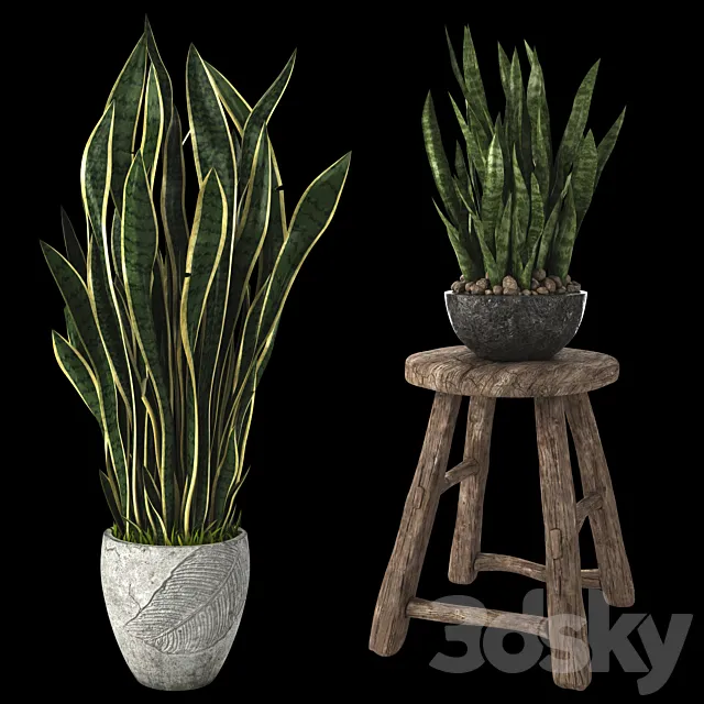 Home plant sansevieria 3D Model