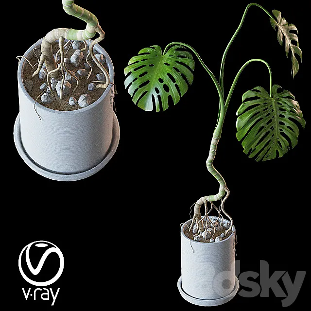 Home plant v2 (Realistic) 3D Model