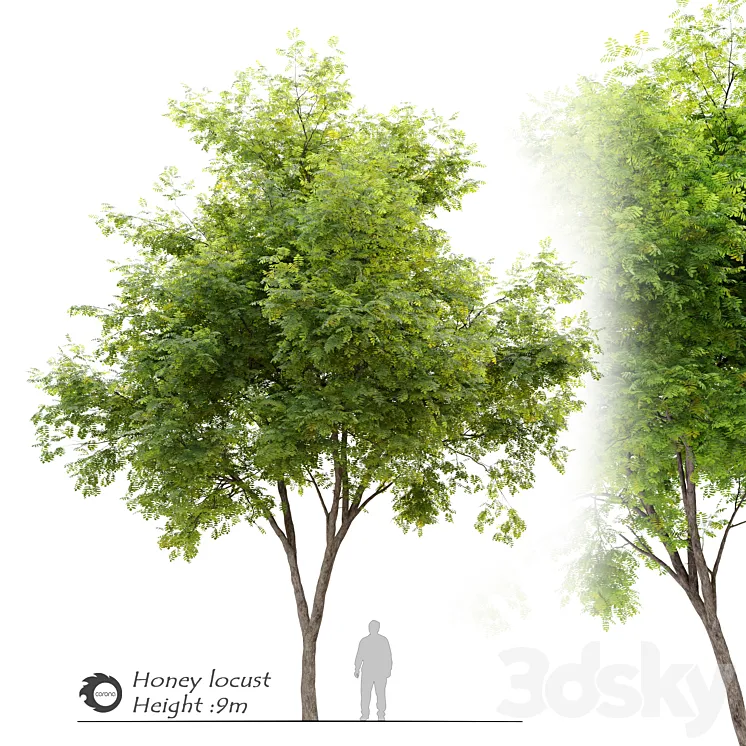 Honey locust (Gleditsia triacanthos) 3D Model Free