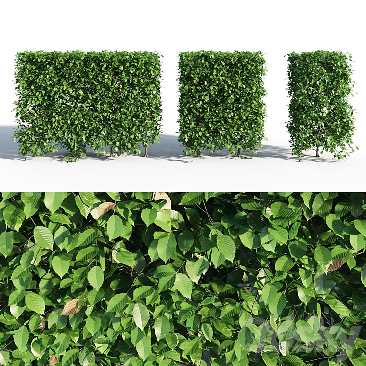 Hornbeam hedge 3D Model