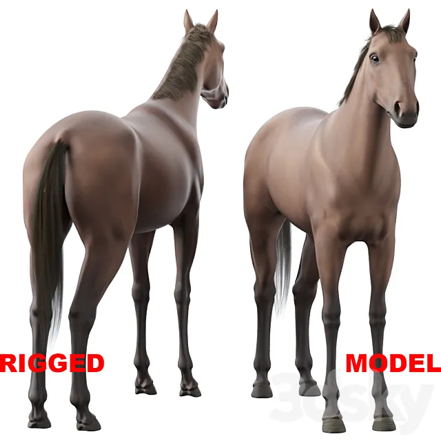 Horse 3D Model