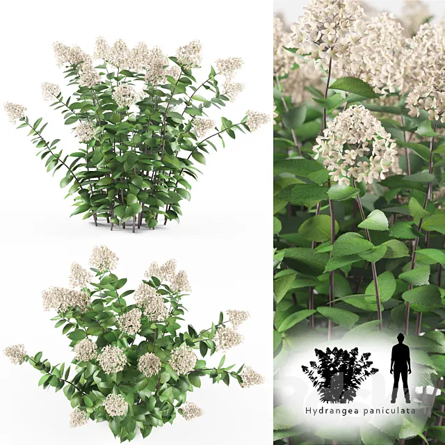 Hortense Hortel | Hydrangea paniculat 3D Model