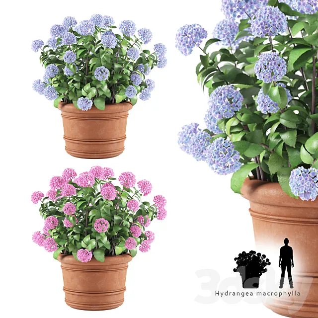 Hortense in a plant | Hydrangea macrophylla 3D Model