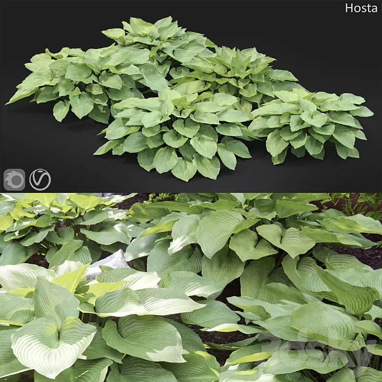 Hosta # 2 3D Model