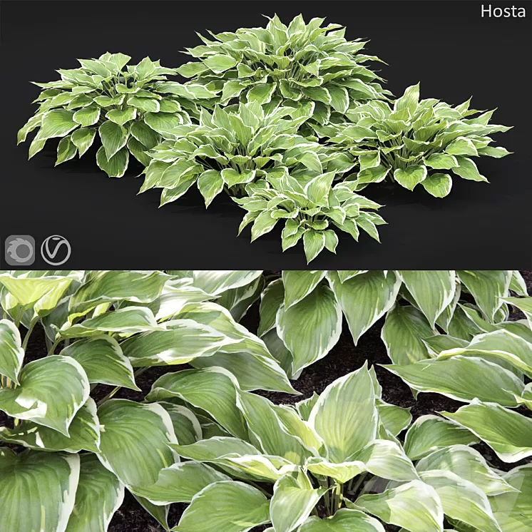 Hosta 3D Model