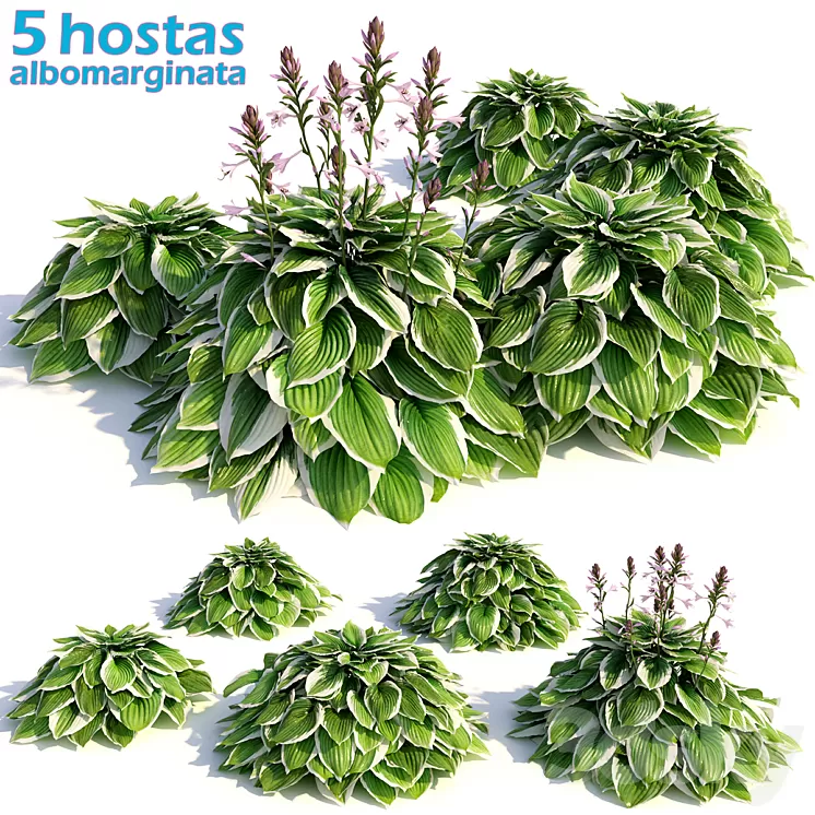 Hosta albomarginata 3D Model