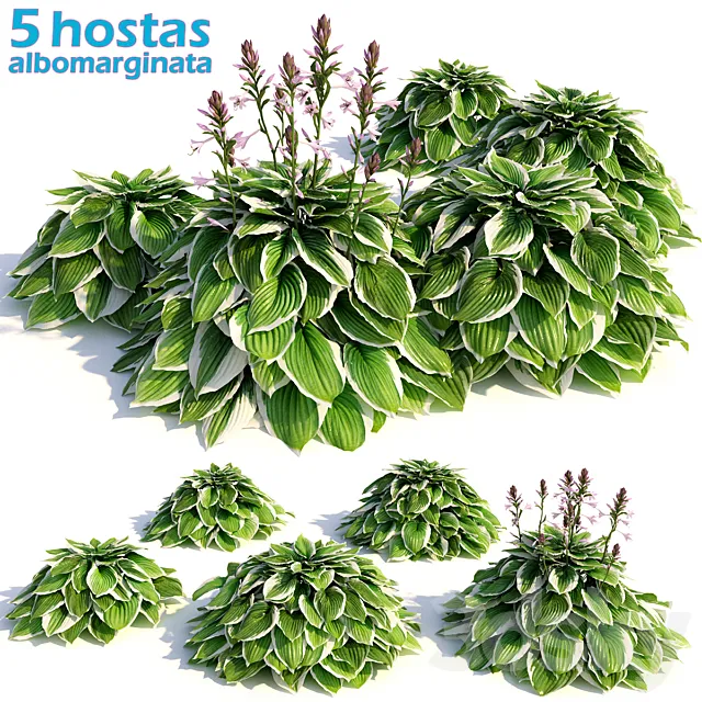 Hosta albomarginata 3DModel