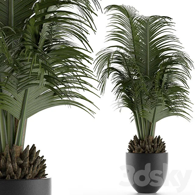 House Plant 30 3D Model