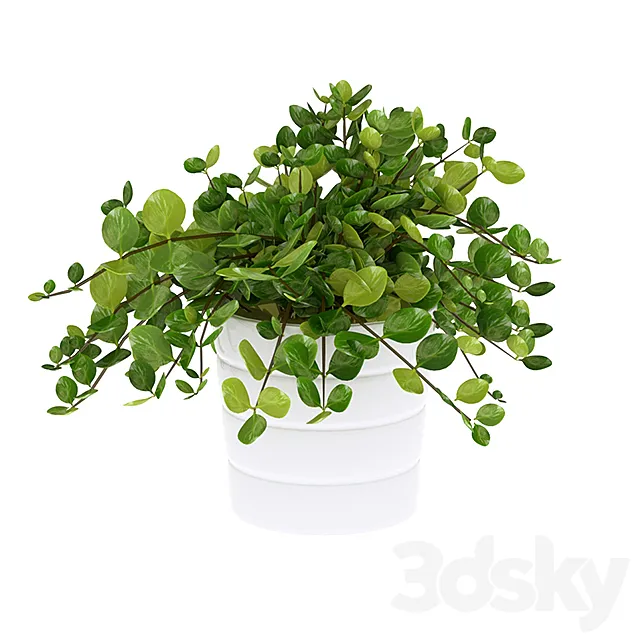 house plant himalayamix 3D Model