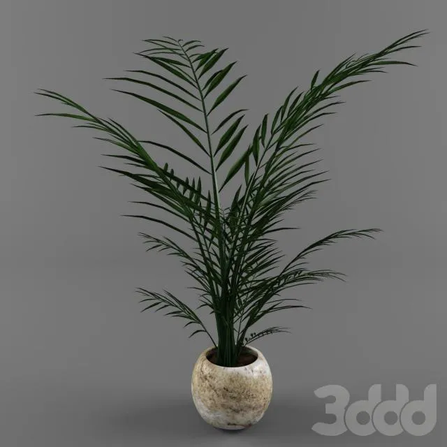 House plant in a pot 3D Model