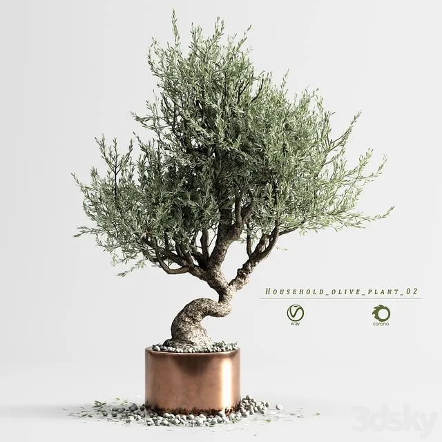 Household olive plant 02 3D Model