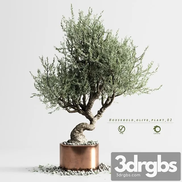 Household olive plant 02