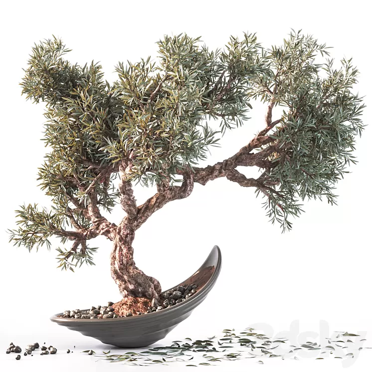 Household olive plant 3D Model