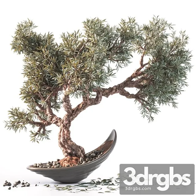 Household olive plant