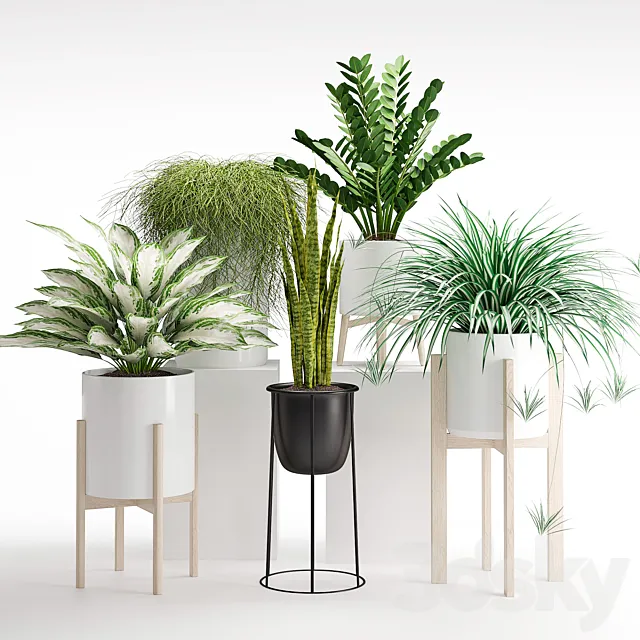 Houseplant 23 3D Model