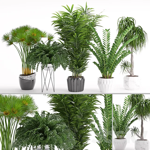 Houseplant 27 3DModel