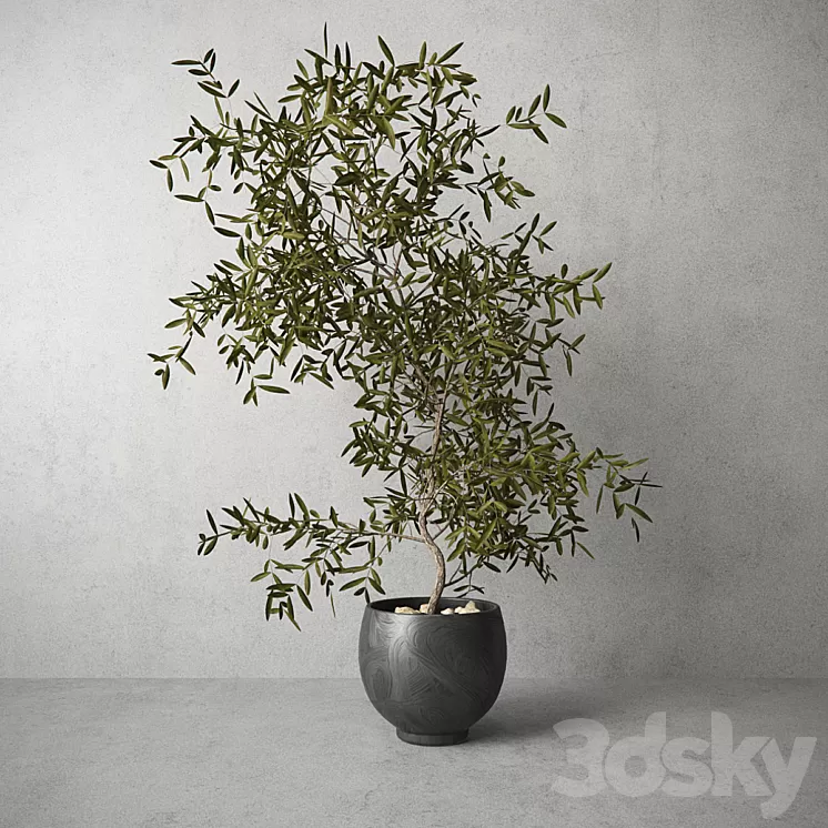 Houseplant 3D Model