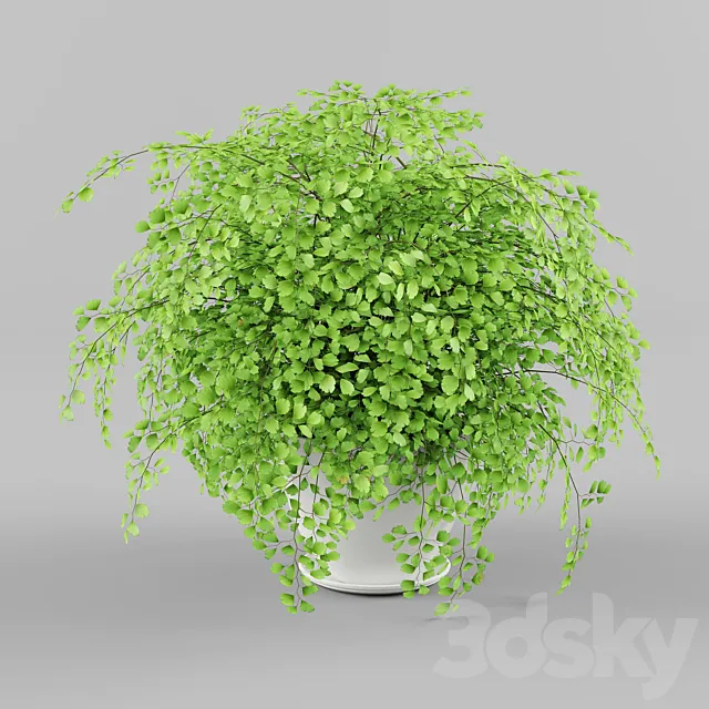 Houseplant 3D Model