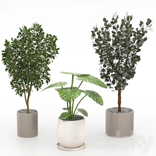 Houseplants collection 3D Model