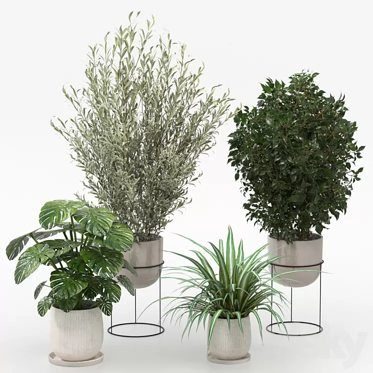 Houseplants collection (V-Ray) 3D Model