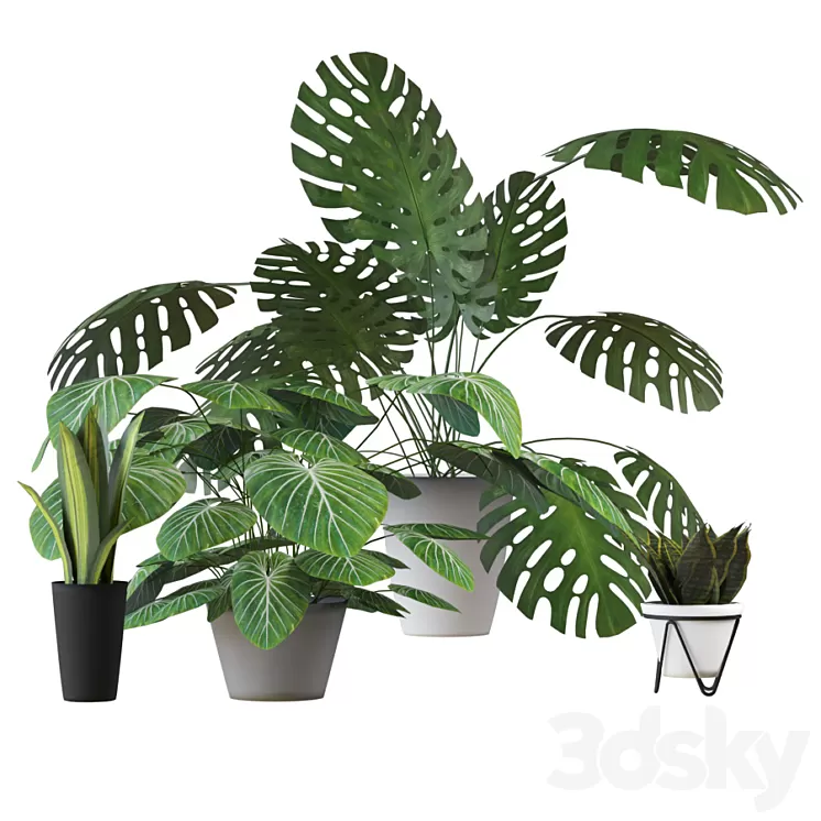 Houseplants set 2 3D Model